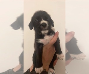 American Bully-Goldendoodle Mix Puppy for sale in CHAMPAIGN, IL, USA