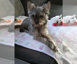Small #4 Mutt