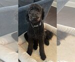 Small Photo #3 Poodle (Standard) Puppy For Sale in Valrico, FL, USA