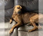 Small #2 Mutt