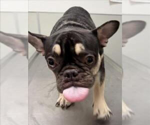 French Bulldog Dogs for adoption in Tracy, CA, USA