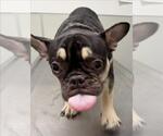 Small French Bulldog