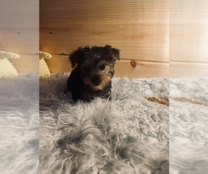 Yorkshire Terrier Puppy for Sale in CROSSVILLE, Tennessee USA