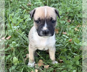 Mutt Dogs for adoption in OKLAHOMA CITY, OK, USA