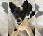 Small #6 Border Collie-Collie Mix