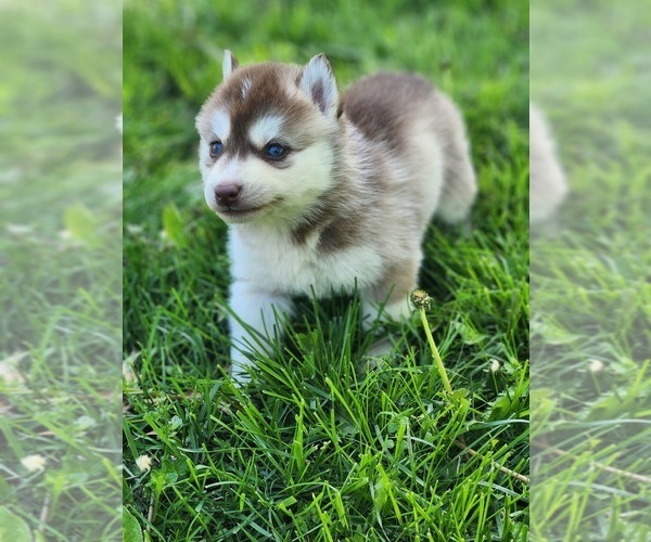 Medium Photo #4 Siberian Husky Puppy For Sale in KANSAS CITY, MO, USA