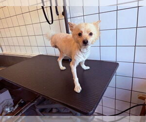 Medium Pomeranian Mix