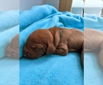 Small Photo #2 Vizsla Puppy For Sale in ELLSWORTH, ME, USA
