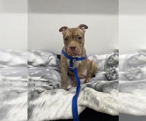 American Bulldog-Unknown Mix Dogs for adoption in Boston, MA, USA