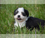 Small #7 Auss-Tzu