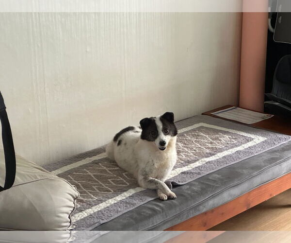 Medium Photo #2 Pomeranian-pomeranian spitz Mix Puppy For Sale in Agoura Hills, CA, USA