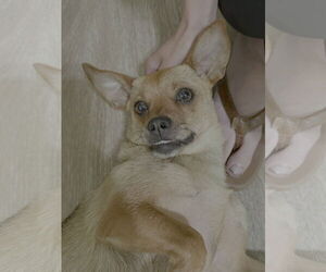 Sandy - Female Chiweenie Dog for Adoption - Photo #2
