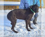 Small #6 Boxer Mix