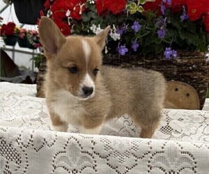 Pembroke Welsh Corgi Puppy for sale in OWEN, WI, USA