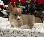 Image preview for Ad Listing. Nickname: Charlie