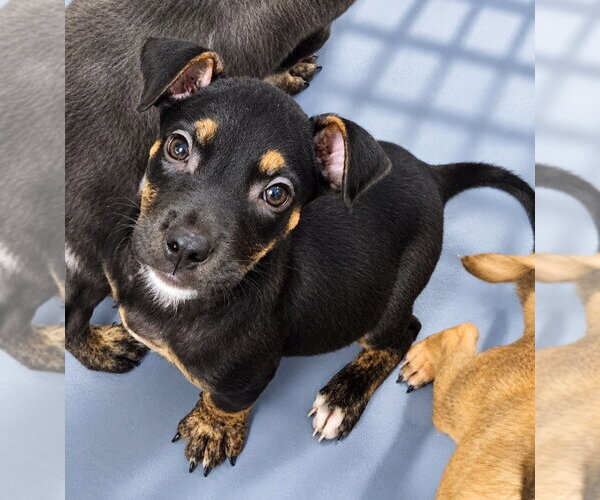 Medium Photo #1 Mutt Puppy For Sale in Walnutport, PA, USA