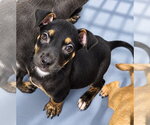 Fester - Male Mutt Dog for Adoption - Small photo