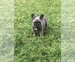 Small Photo #57 French Bulldog Puppy For Sale in WHITTIER, CA, USA