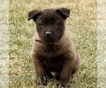 Small #1 Belgian Malinois