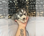 Small Photo #51 Siberian Husky Puppy For Sale in KANSAS CITY, MO, USA