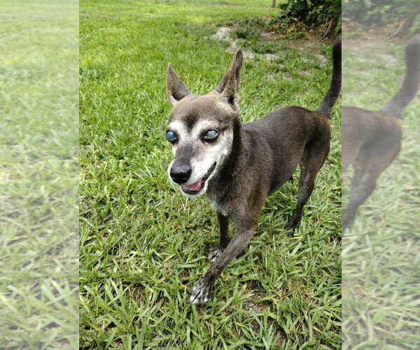 Medium Photo #2 Chihuahua-Unknown Mix Puppy For Sale in oakland, FL, USA
