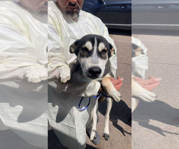 Medium Photo #6 Siberian Husky Puppy For Sale in Cedar Crest, NM, USA