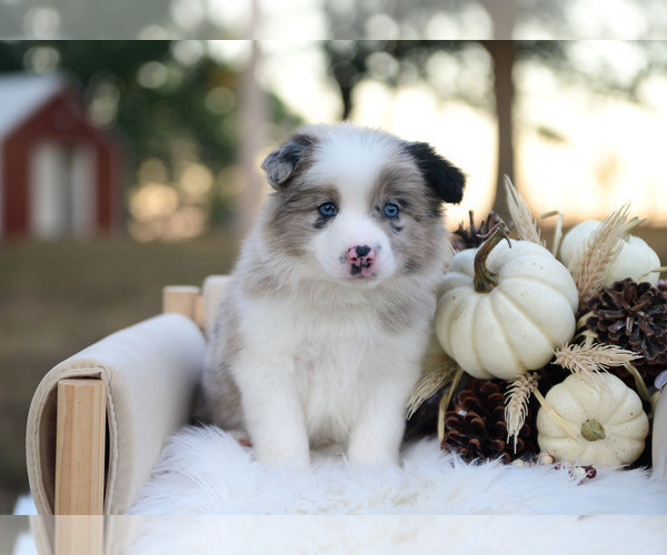 Medium Photo #5 Border Collie Puppy For Sale in CONWAY, MO, USA