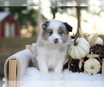 Miles - Male Border Collie Puppy for Sale - Photo #5