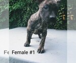 Small Photo #11 American Pit Bull Terrier Puppy For Sale in POPLAR BLUFF, MO, USA