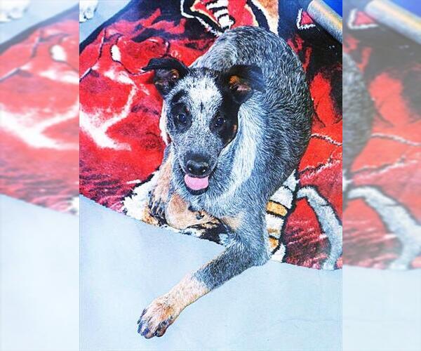 Medium Photo #22 Mutt Puppy For Sale in Sebec, ME, USA