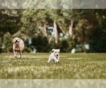 Small Photo #17 Labrador Retriever Puppy For Sale in MOBILE, AL, USA