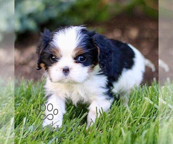 Medium Photo #3 Cavalier King Charles Spaniel Puppy For Sale in CHRISTIANA, PA, USA
