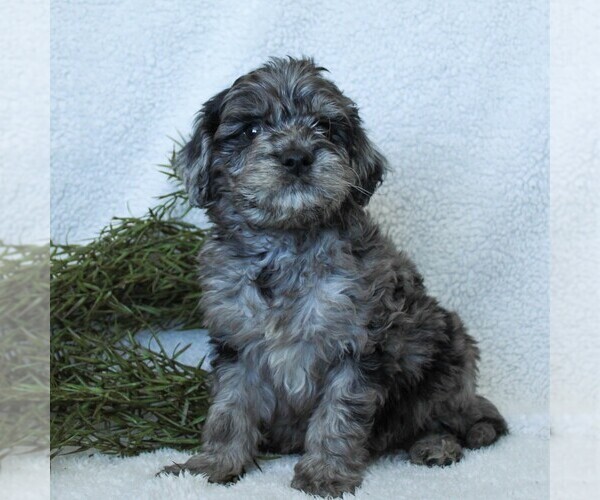 Medium Photo #3 Goldendoodle-Poodle (Miniature) Mix Puppy For Sale in LITITZ, PA, USA
