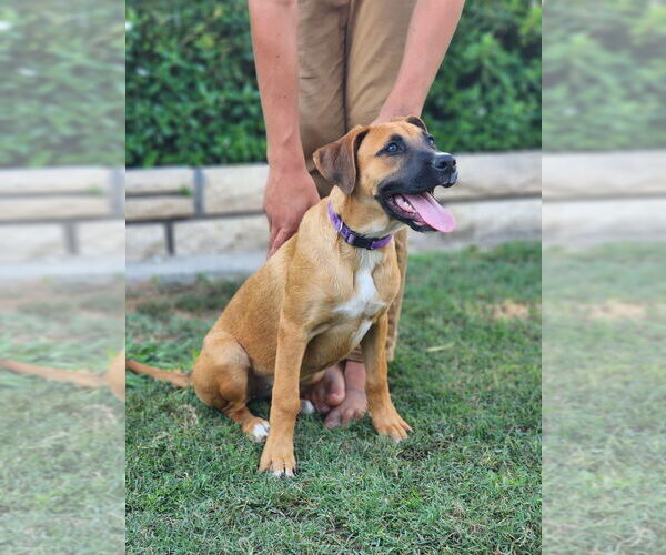 Medium Photo #3 Boxador Puppy For Sale in Dana Point, CA, USA