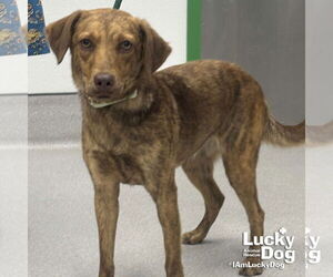 Retriever -Spaniel Mix Dogs for adoption in Washington, DC, USA