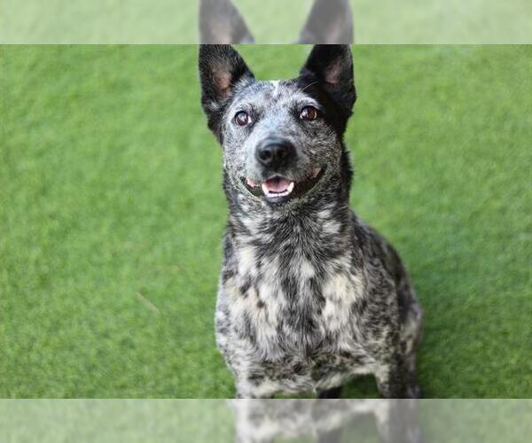 Medium Photo #1 Mutt Puppy For Sale in Grand Prairie, TX, USA