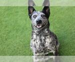 HAMMY - Male Mutt Dog for Adoption - Small photo