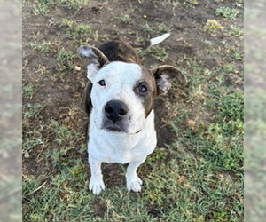 Mutt Dogs for adoption in Modesto, CA, USA