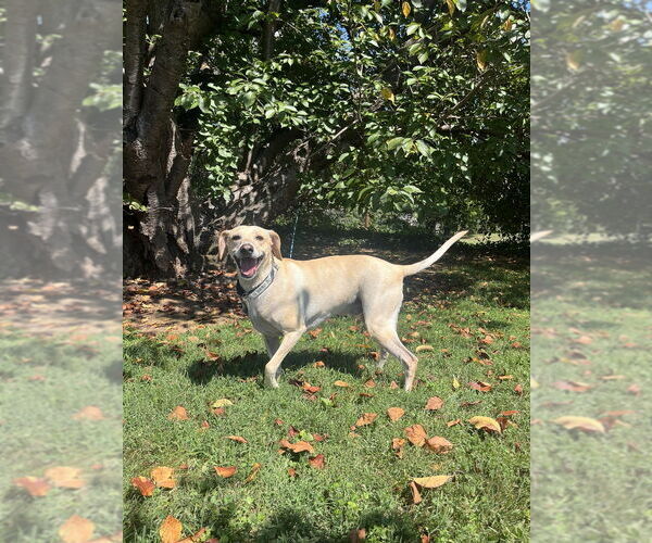 Medium Photo #2 Mutt Puppy For Sale in Candler, NC, USA