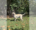 Small #1 Mutt