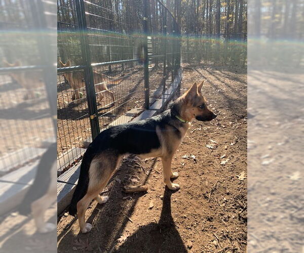 Medium Photo #2 German Shepherd Dog Puppy For Sale in LOGANVILLE, GA, USA