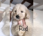 Small Photo #66 Goldendoodle Puppy For Sale in N HIGHLANDS, CA, USA