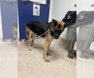 German Shepherd Dog Dogs for adoption in Bakersfield, CA, USA
