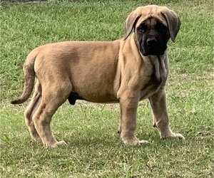 Mastiff Puppy for sale in CHAUVIN, LA, USA