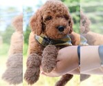 Small Photo #43 Goldendoodle Puppy For Sale in TIMBERLAKE, NC, USA