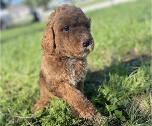 Goldendoodle Puppy for sale in DELTONA, FL, USA