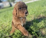 Small Goldendoodle