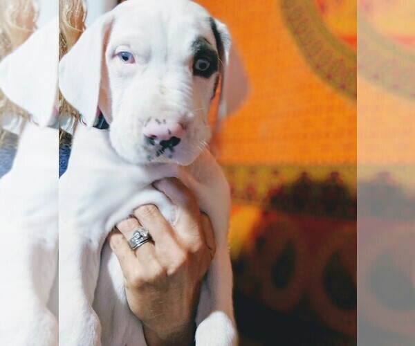 Medium Photo #4 Great Dane Puppy For Sale in WILM, NC, USA