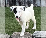 Small Lab-Pointer
