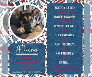 German Shepherd Dog-Unknown Mix Dogs for adoption in New Oxford , PA, USA